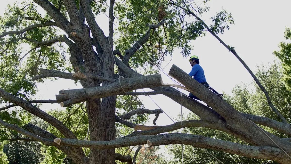 Professional Crown Thinning performed by certified arborists in Venus