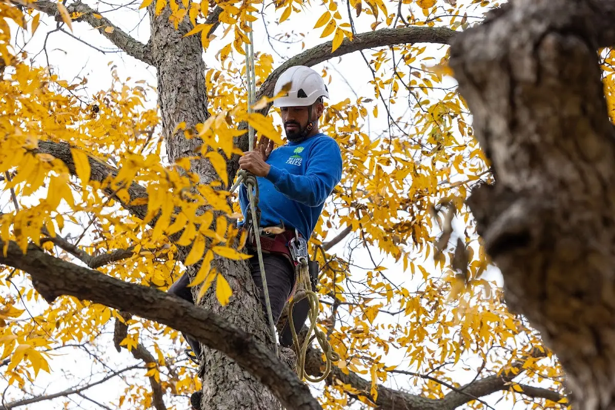 Skilled Tree Trimming crew working in Venus