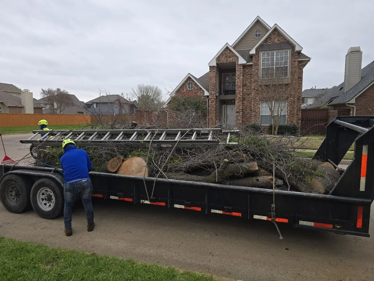 Expert Tree Removal with proper safety equipment in Venus